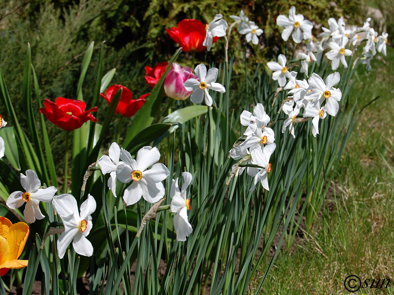 Image of Narcissus poeticus specimen.