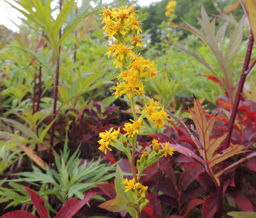 Изображение особи Solidago virgaurea ssp. dahurica.