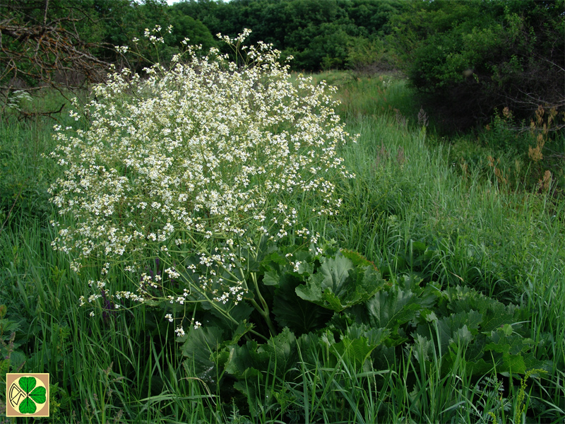 Image of Crambe cordifolia specimen.