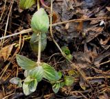 Veronica anagallis-aquatica