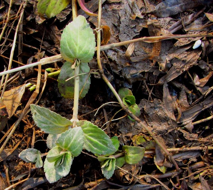 Изображение особи Veronica anagallis-aquatica.