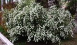 род Spiraea