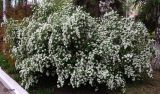 Spiraea