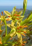 Eremurus jungei