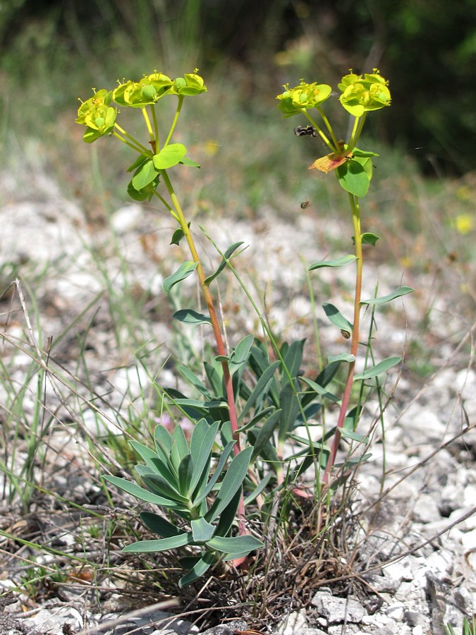 Изображение особи Euphorbia glareosa.