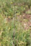 Potentilla recta ssp. pilosa