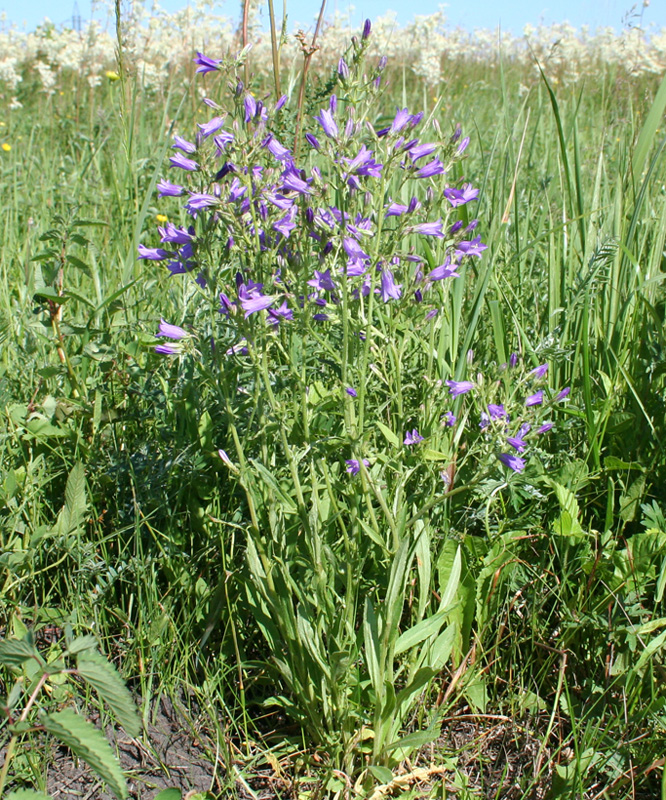 Изображение особи Campanula sibirica.