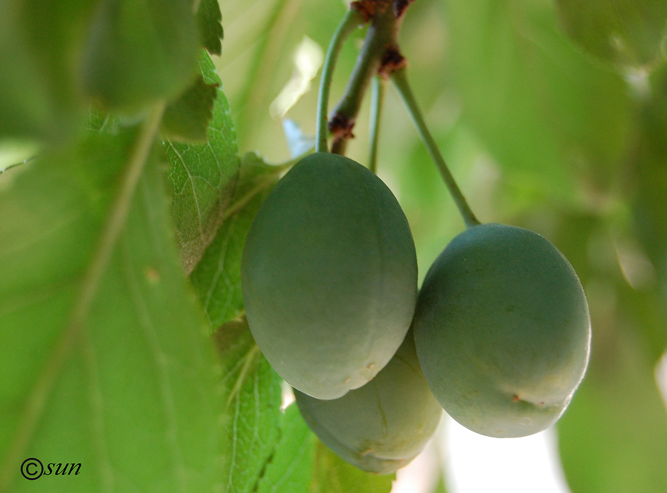 Изображение особи Prunus domestica.