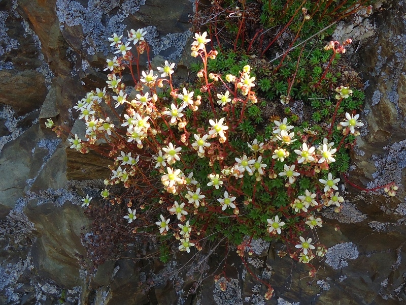 Image of Saxifraga cherlerioides specimen.