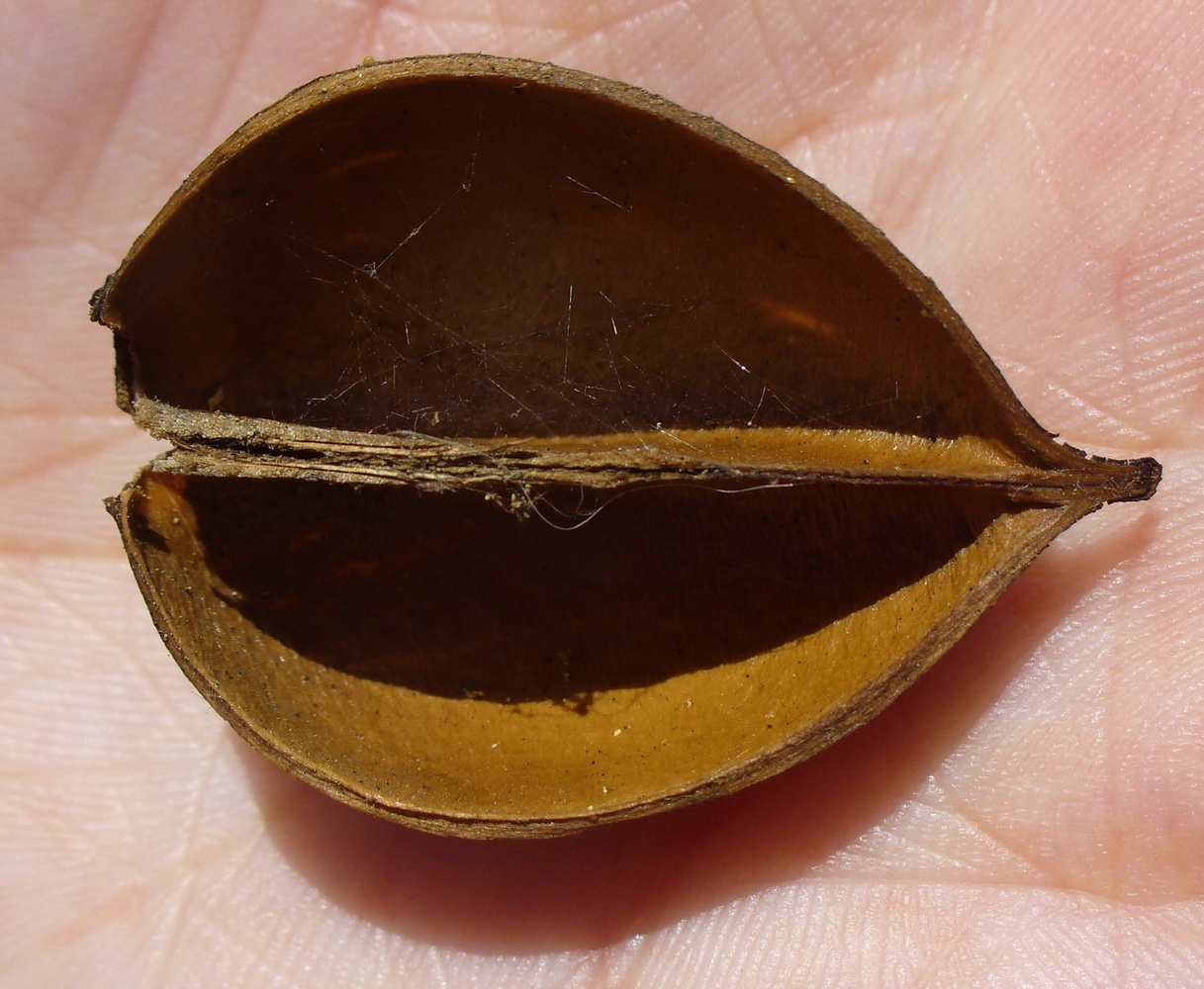 Image of Paulownia tomentosa specimen.