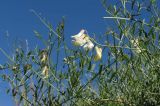 Vicia costata