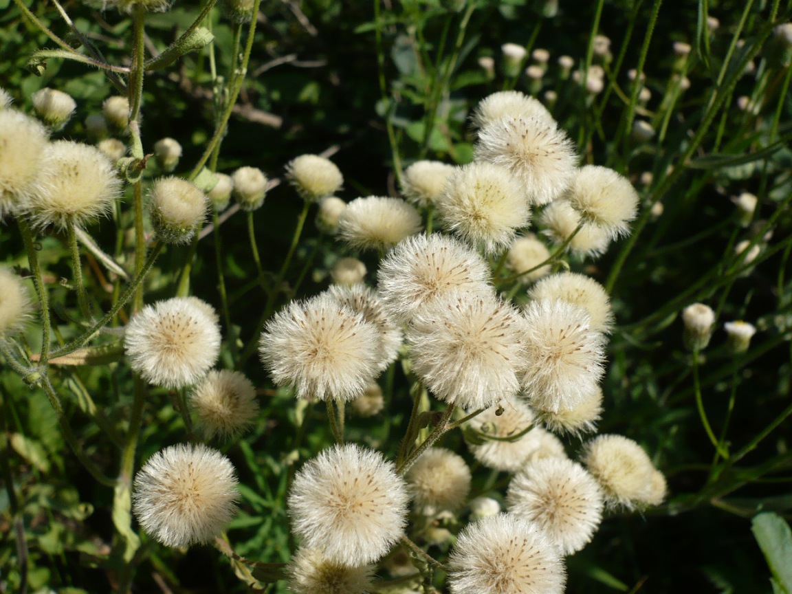 Image of Erigeron politus specimen.