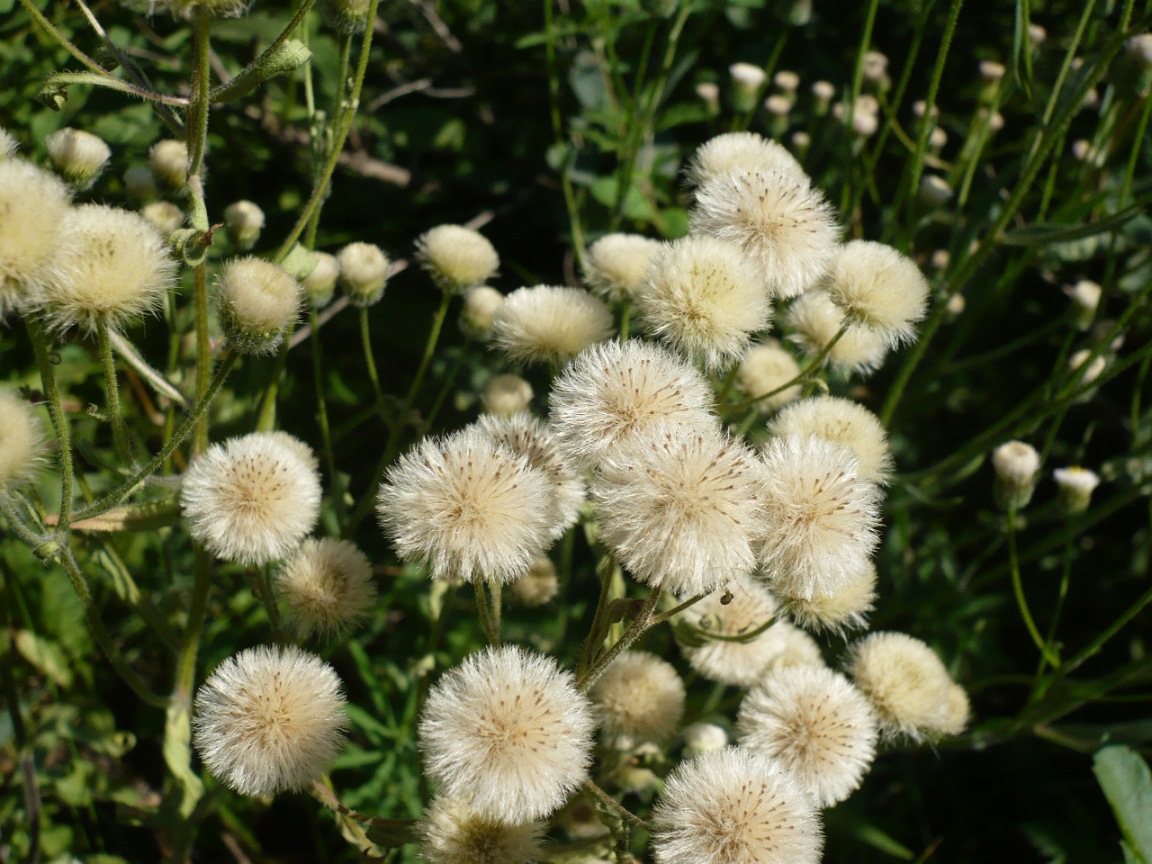 Изображение особи Erigeron politus.