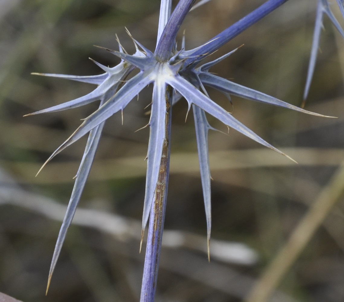 Изображение особи Eryngium amethystinum.