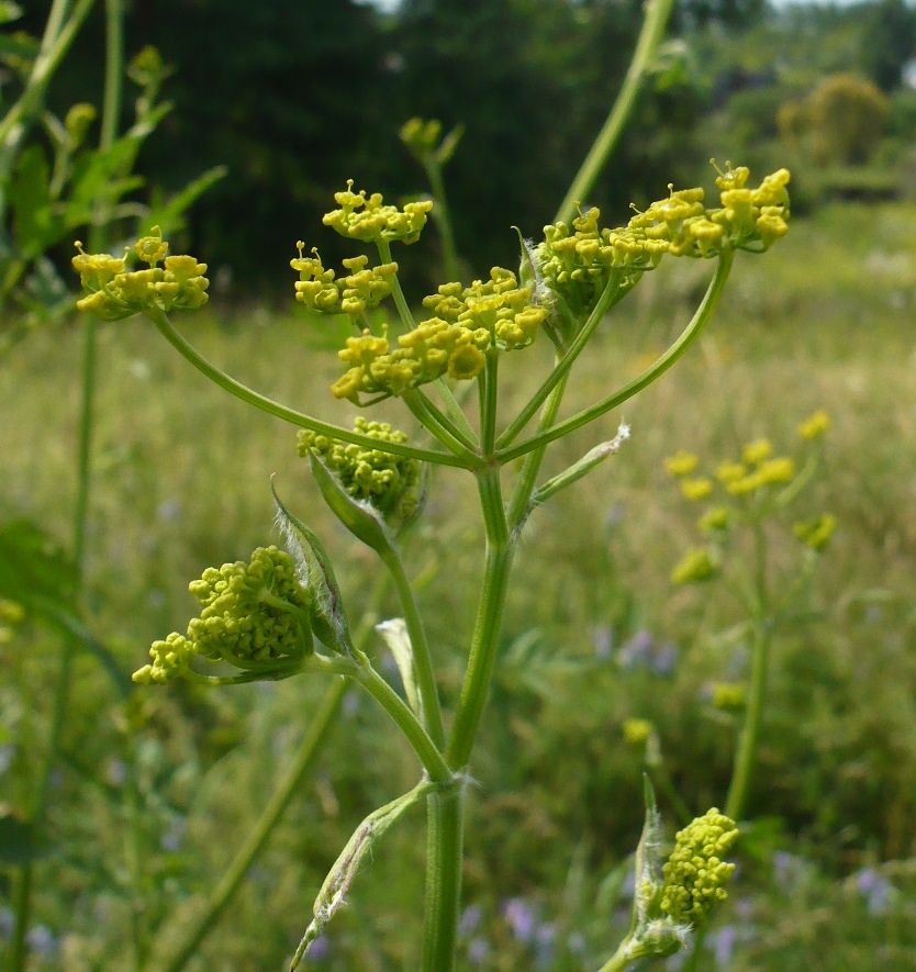 Изображение особи Pastinaca sylvestris.