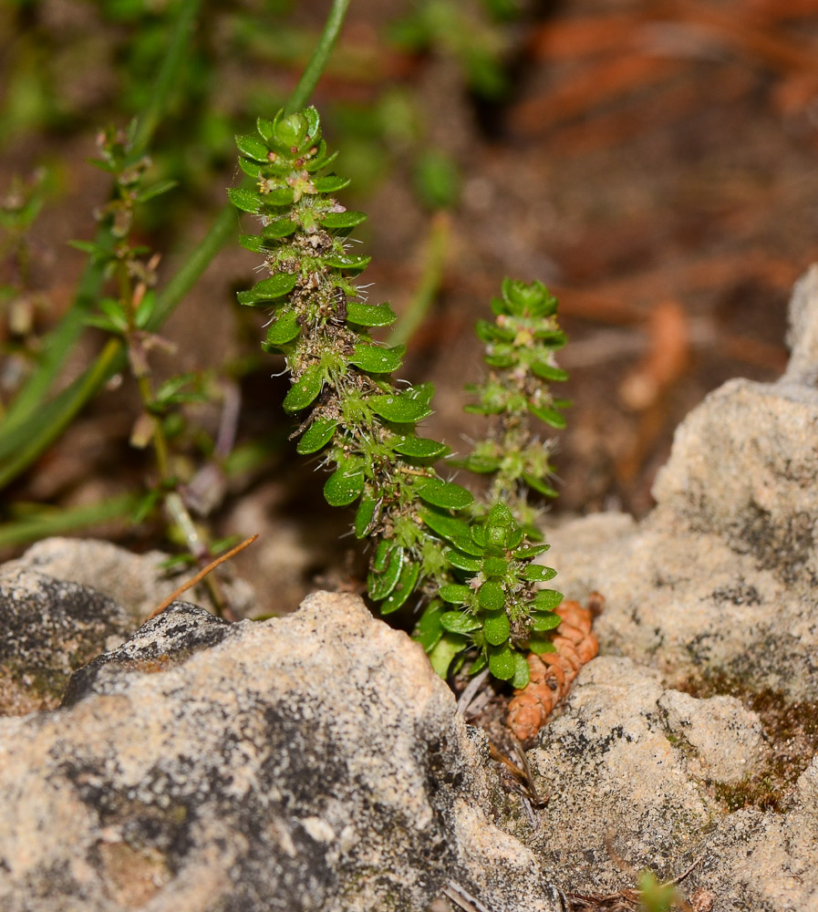 Image of Valantia hispida specimen.