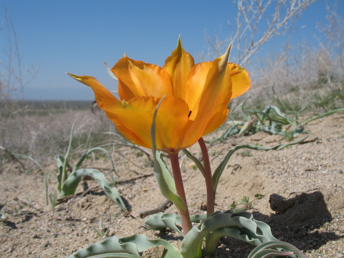 Image of Tulipa lehmanniana specimen.