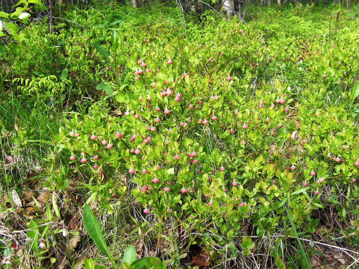 Image of Vaccinium myrtillus specimen.