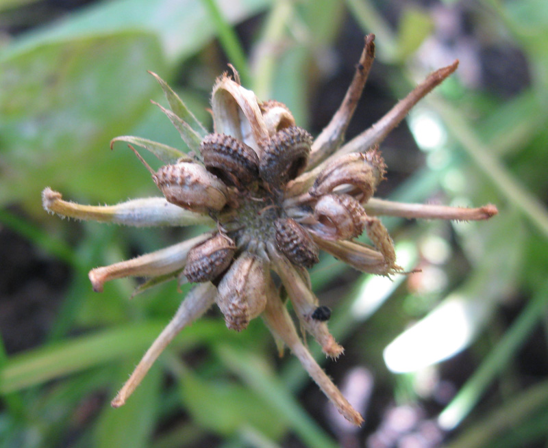 Image of Calendula officinalis specimen.