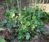 Heuchera cylindrica. Прикорневые листья и основания цветоносных побегов. Германия, г. Дюссельдорф, Ботанический сад университета. 03.06.2014.