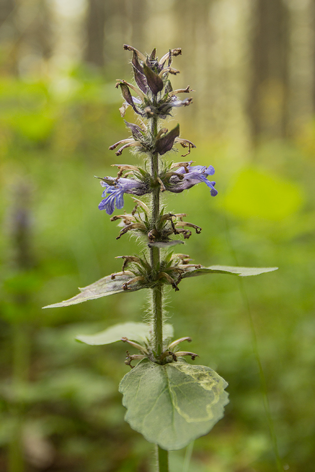 Изображение особи Ajuga genevensis.