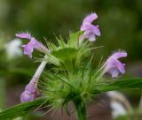 Galeopsis bifida