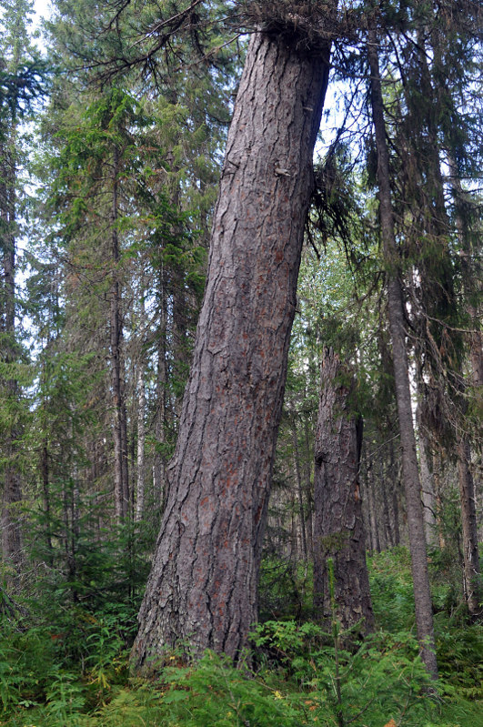 Image of Pinus sibirica specimen.