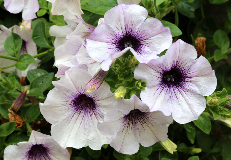 Изображение особи Petunia &times; atkinsiana.
