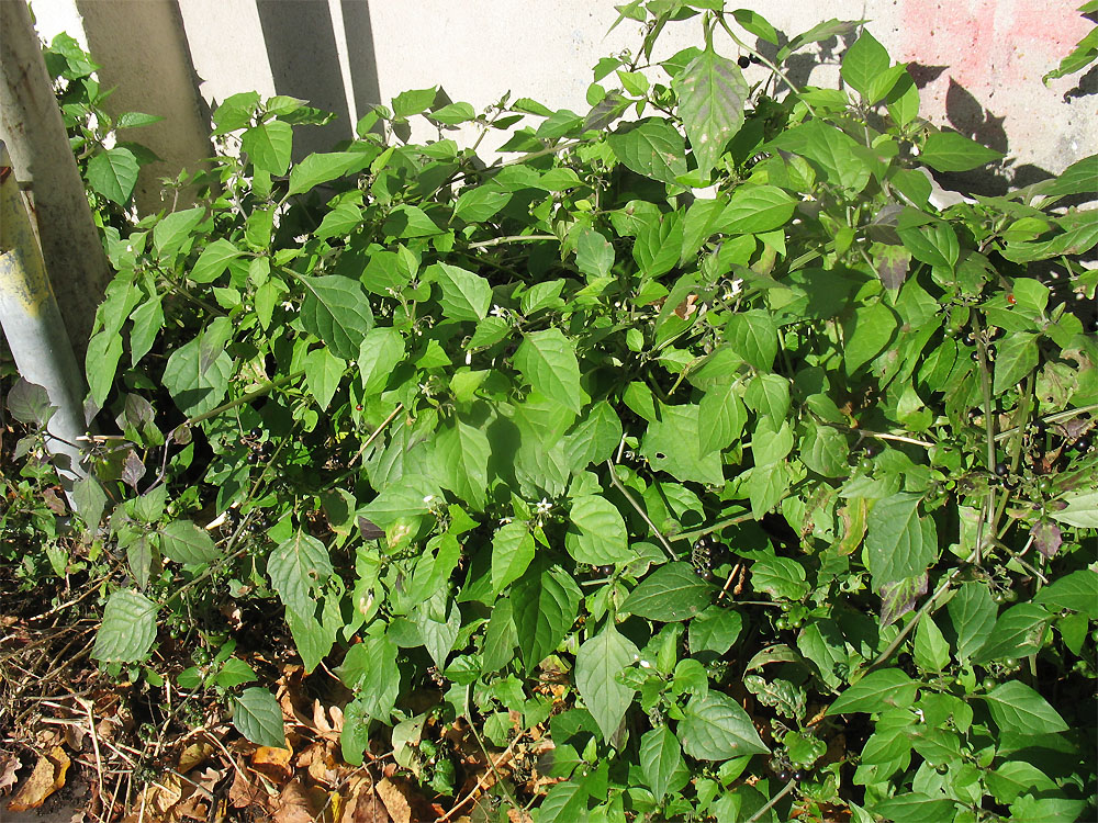 Изображение особи Solanum nigrum ssp. schultesii.