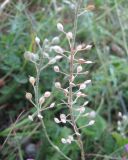 Alyssum trichostachyum. Соплодия. Крым, Симферополь, Петровские скалы. 4 июля 2009 г.