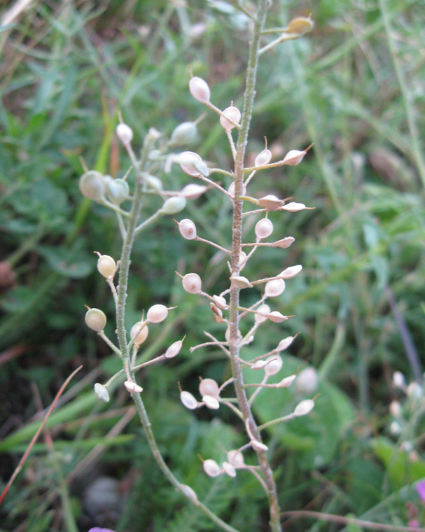 Image of Alyssum trichostachyum specimen.