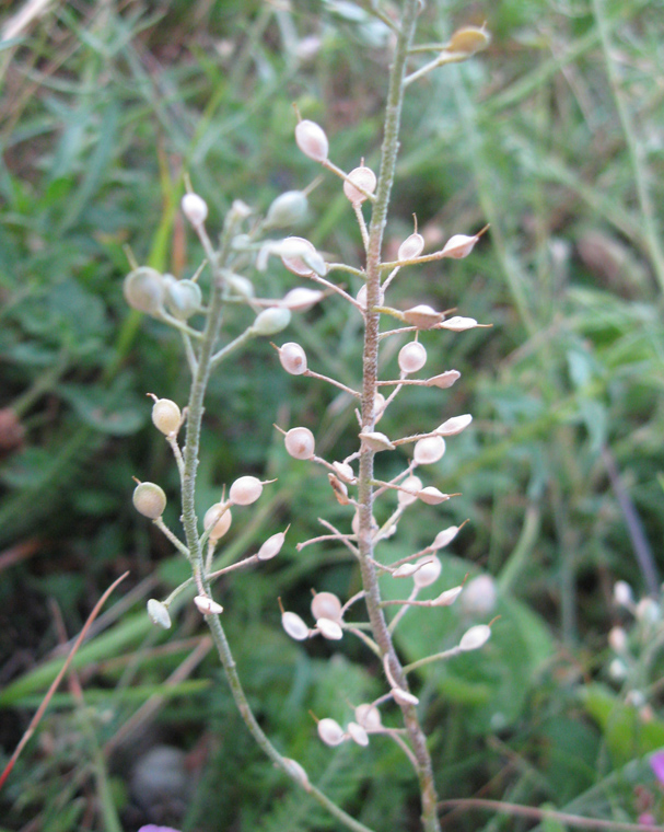 Изображение особи Alyssum trichostachyum.