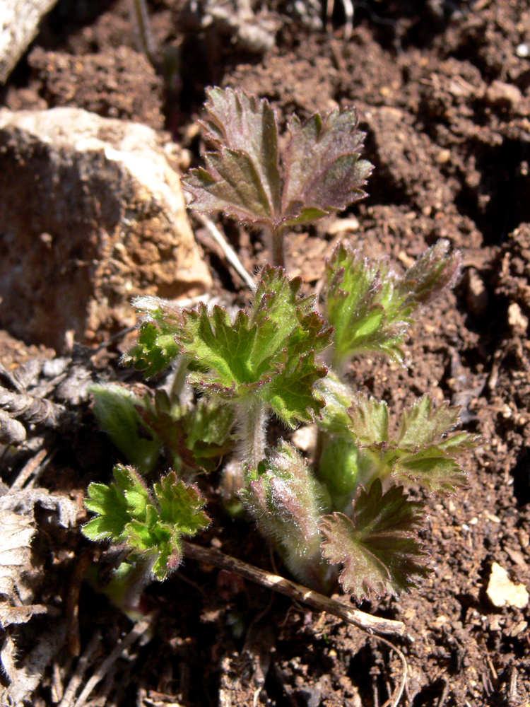 Изображение особи Anemone sylvestris.