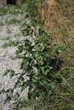 Atriplex sagittata. Растение на обочине дороги. Белгородская обл., пос. Борисовка. 01.07.2009.