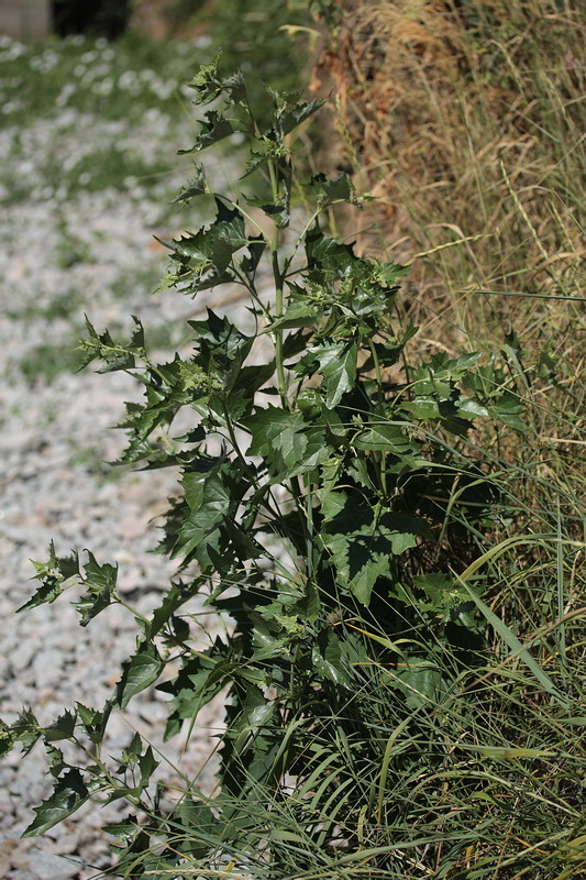 Image of Atriplex sagittata specimen.