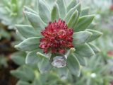 Rhodiola integrifolia