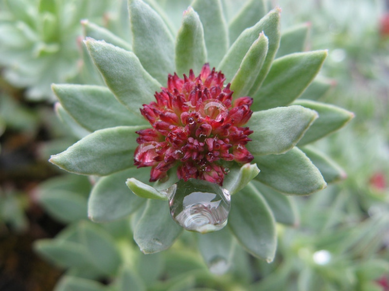 Изображение особи Rhodiola integrifolia.