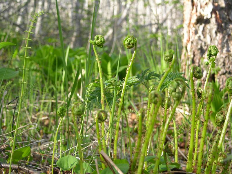 Изображение особи Phegopteris connectilis.