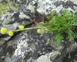 Artemisia norvegica. Цветущее растение в расщелине скалы. Свердловская обл., Ивдельский ГО, хребет Молебный Камень. 21.07.2009.