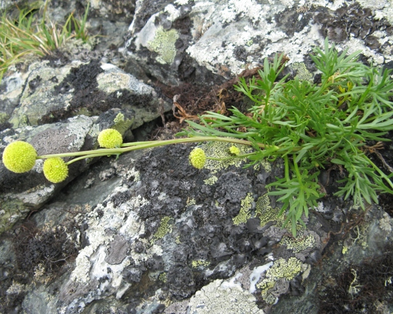 Изображение особи Artemisia norvegica.