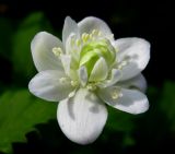 Anemone baicalensis подвид occidentali-sajanensis. Цветок (махровая форма). Красноярский край, Ермаковский р-н, парк \"Ергаки\", окр. Полки, поляна в горно-черневом лесу. 10.06.2009.