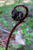 Athyrium sinense