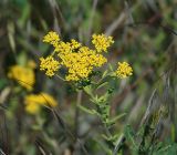 Odontarrhena muralis. Верхушка растения с соцветиями. Краснодарский край, окр. Новороссийска, урочище \"Мокрая щель\" у Абрау-Дюрсо. 02.06.2009.