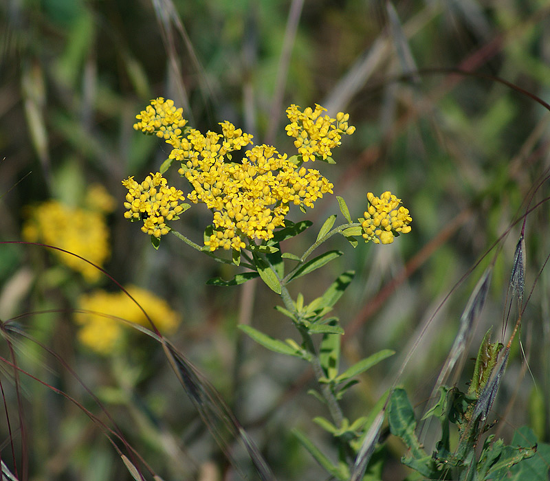 Изображение особи Odontarrhena muralis.