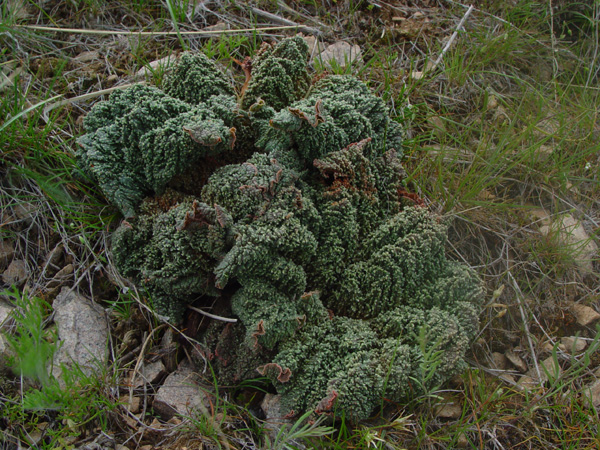 Image of Rheum cordatum specimen.