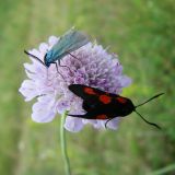 Scabiosa columbaria