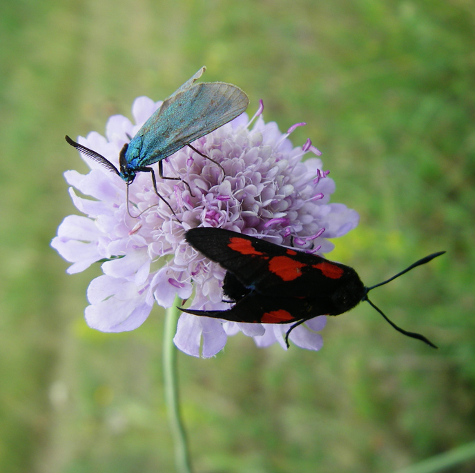 Изображение особи Scabiosa columbaria.