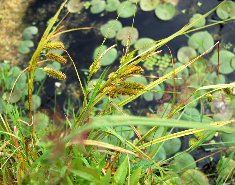 Изображение особи Carex pseudocyperus.