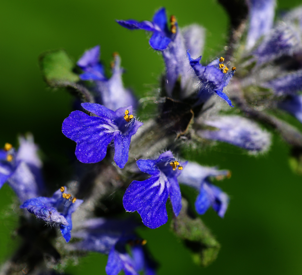 Image of Ajuga reptans specimen.