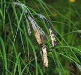 Carex acuta